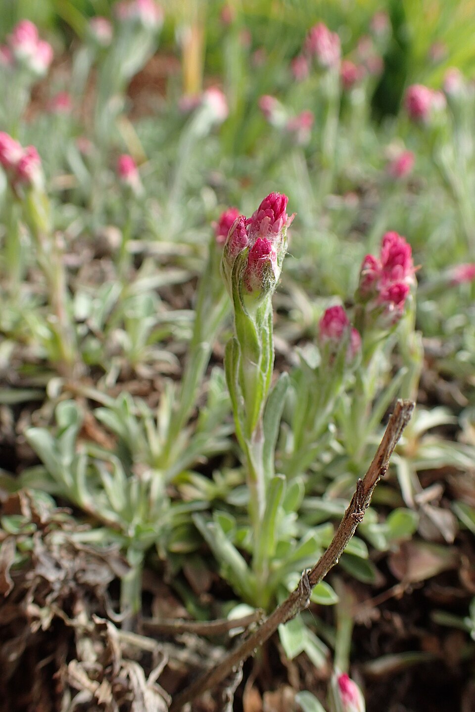 Antennaria dioica 'Rubra' (alternate view 3)