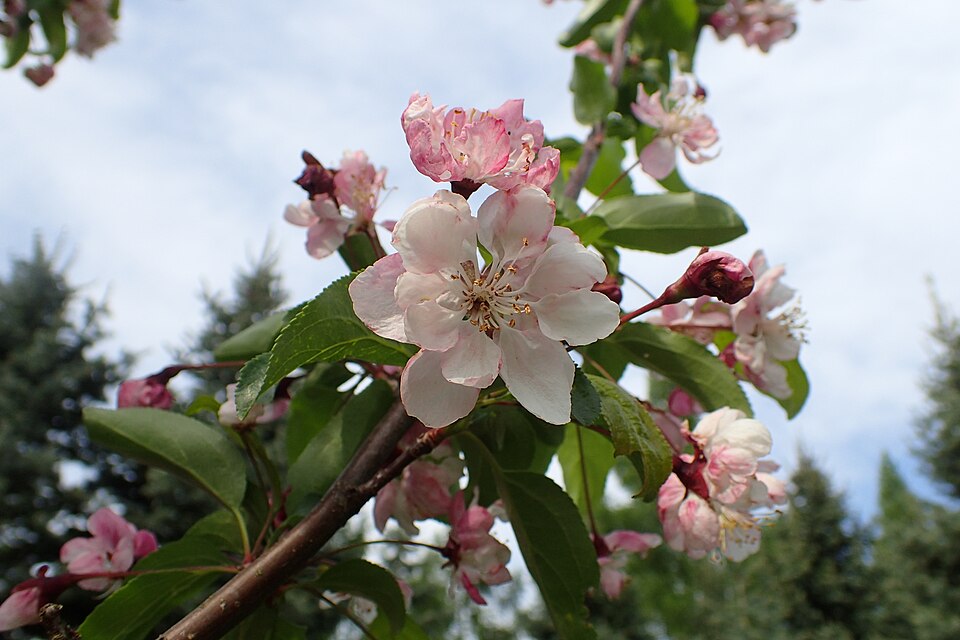Malus 'Van Eseltine'