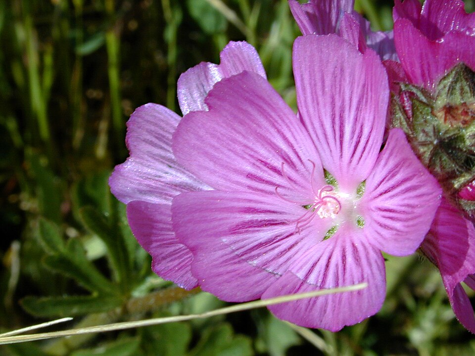 Sidalcea malviflora (Rose Checker-mallow) (alternate view 9)