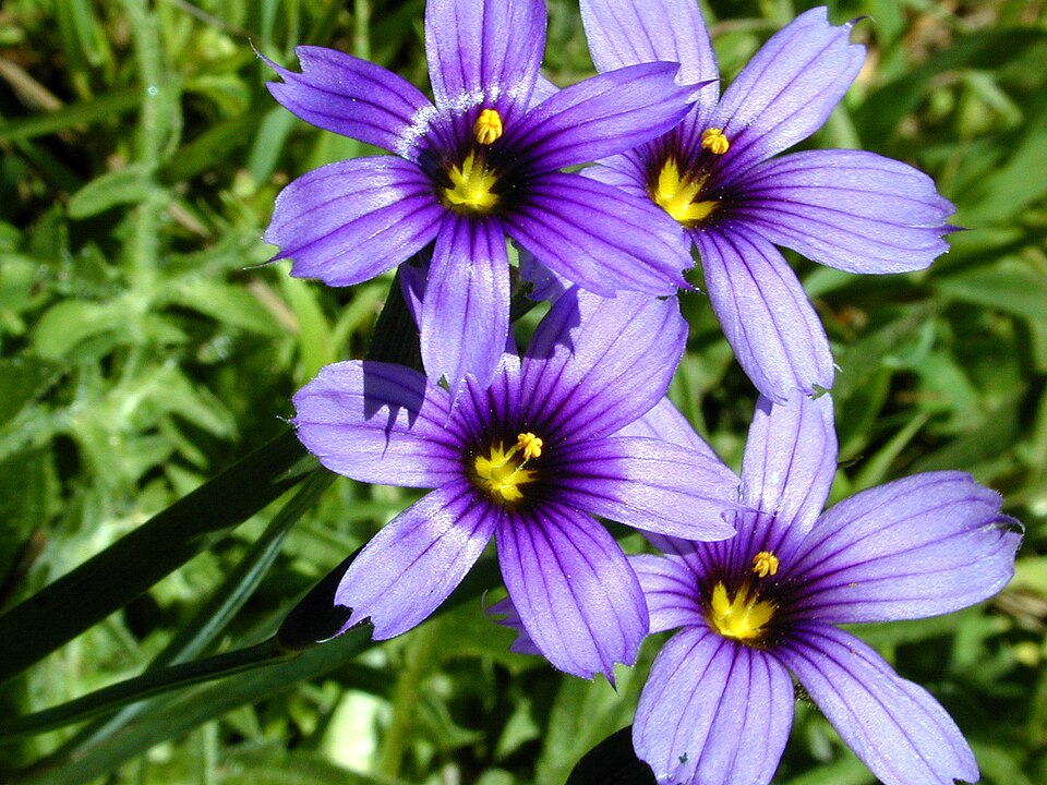 Sisyrinchium bellum (western blue-eyed grass)