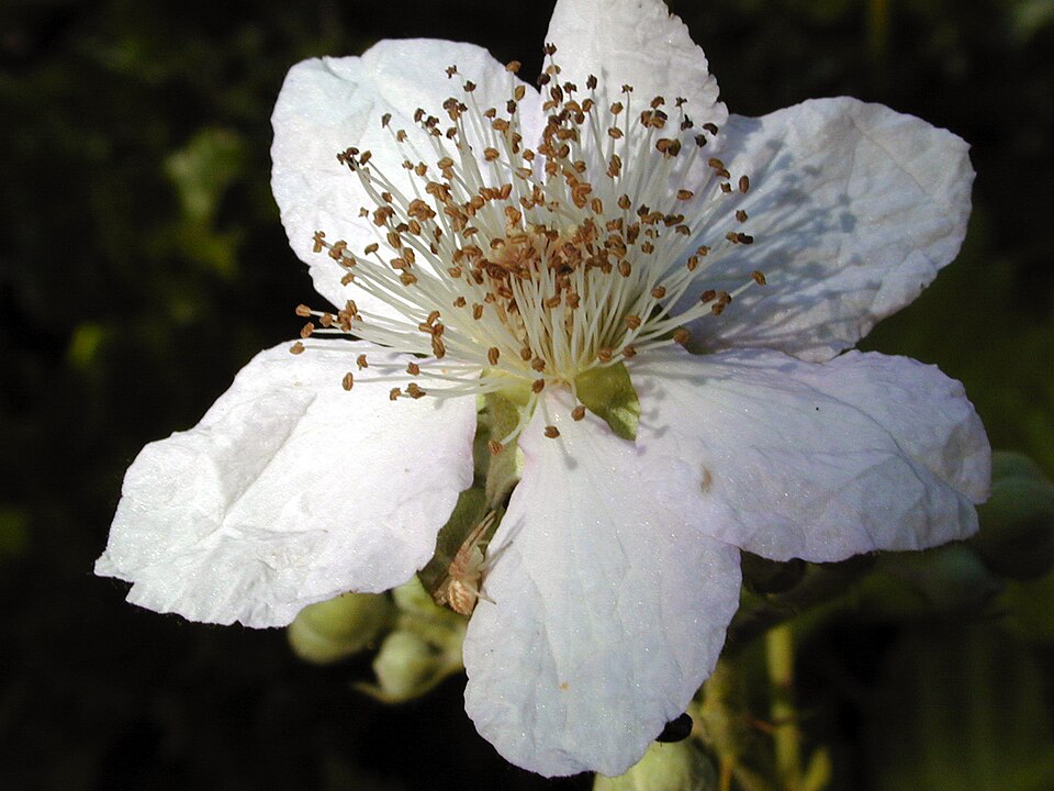 Rubus armeniacus (Himalayan blackberry) (alternate view 7)