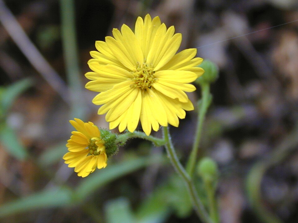 Madia elegans (Common Madia) (alternate view 4)