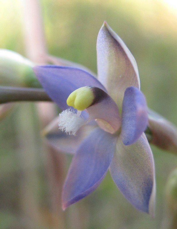 Thelymitra peniculata (trim sun orchid) (alternate view 6)