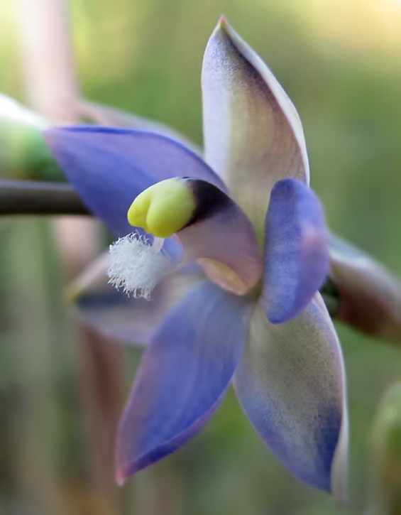 Thelymitra peniculata (trim sun orchid) (alternate view 7)