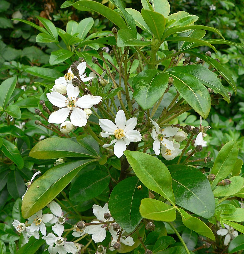 Choisya ternata (Mexican Orange Blossom) (alternate view 9)