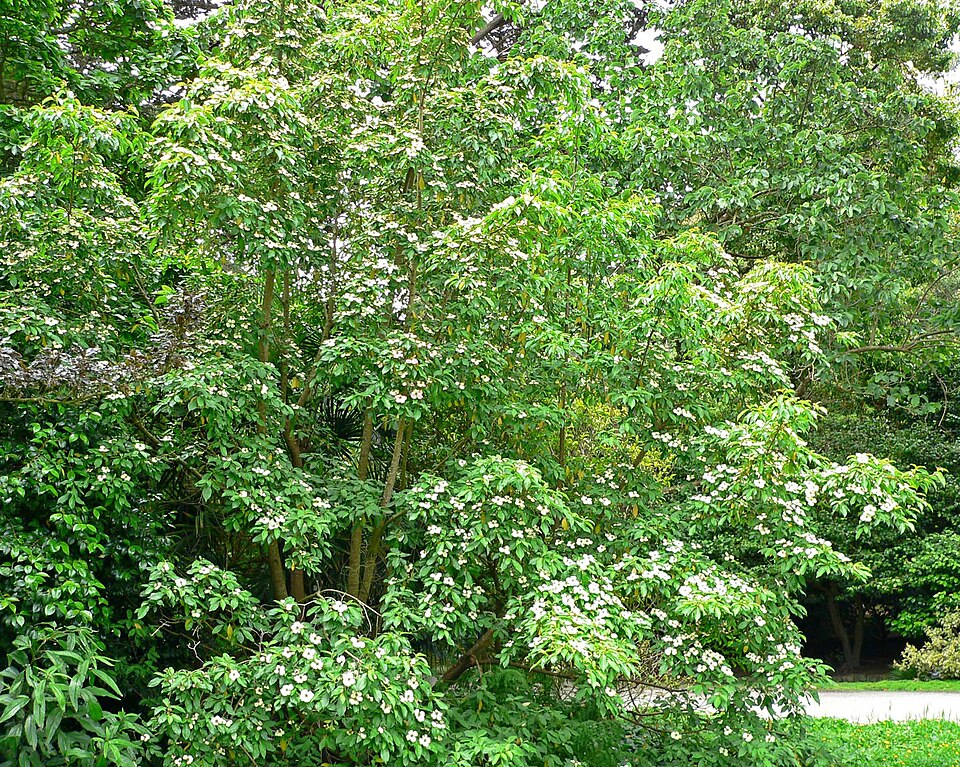 Cornus capitata (Mountain Moon Dogwood Tree) (alternate view 8)