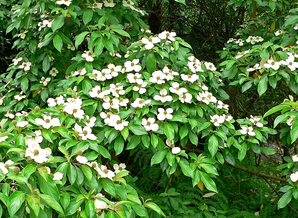Cornus capitata (Mountain Moon Dogwood Tree) (alternate view 9)