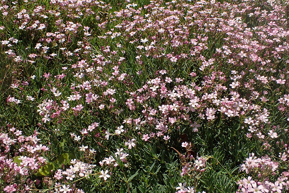 Gypsophila repens 'Rosea' (alternate view 5)