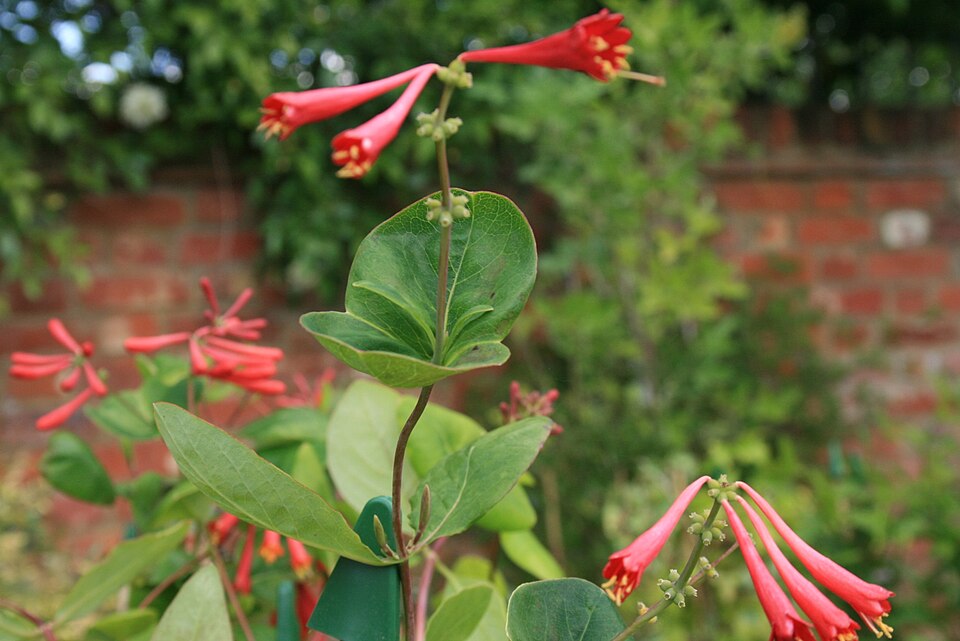 Lonicera sempervirens (Coral Honeysuckle) (alternate view 8)