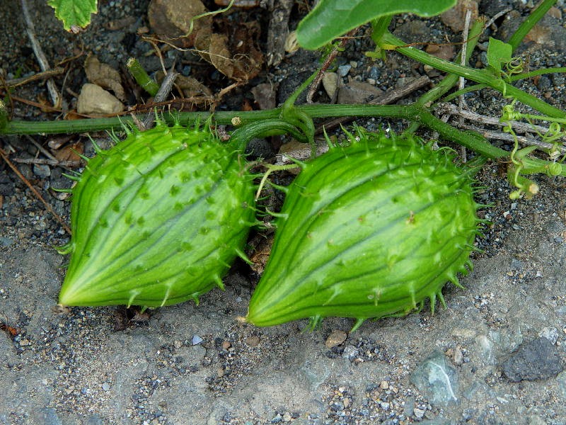Marah oregana (bigroot, manroot) (alternate view 6)