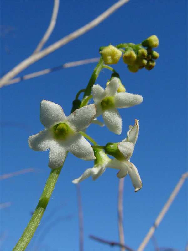 Marah oregana (bigroot, manroot) (alternate view 7)