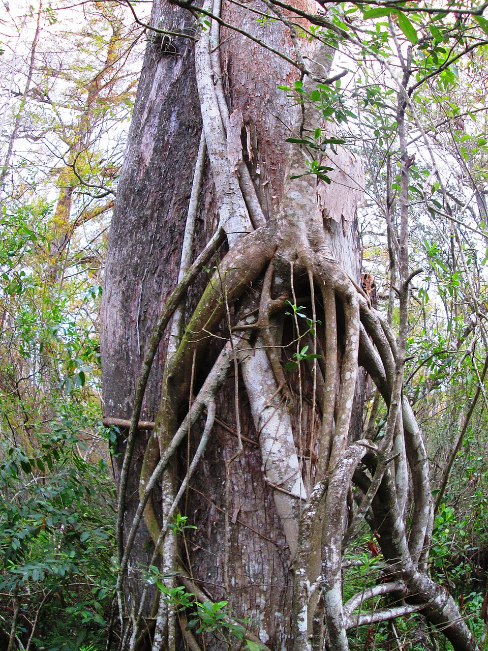 Ficus aurea (Florida Strangler Fig) (alternate view 7)