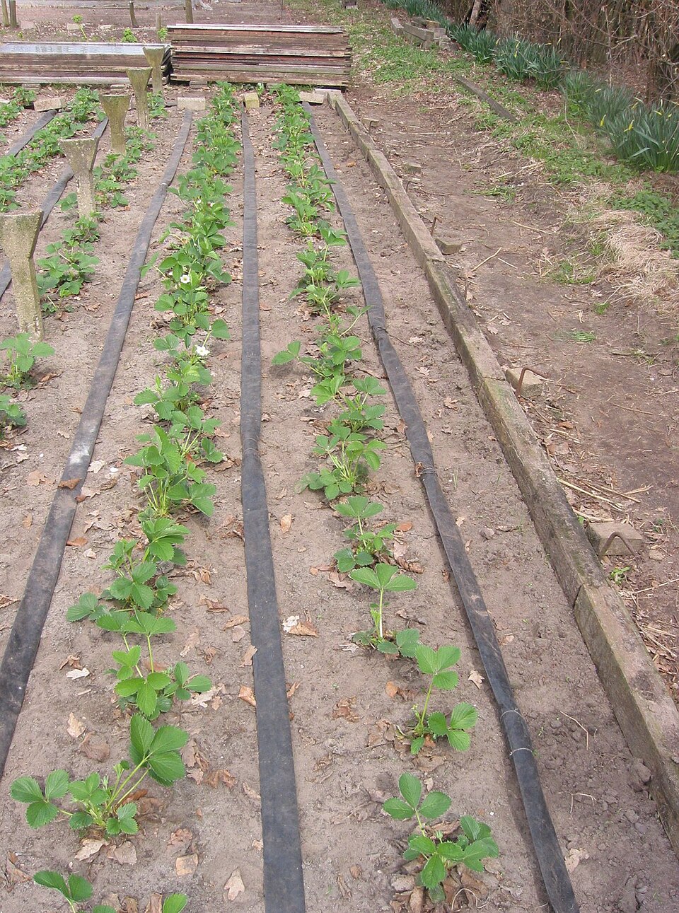 Fragaria (strawberries) (alternate view 6)