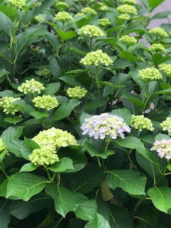 Hydrangea macrophylla (bigleaf hydrangea) (alternate view 8)