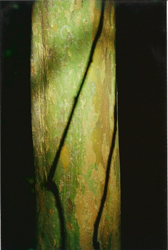 Gossia bidwillii (Python Tree) (alternate view 5)