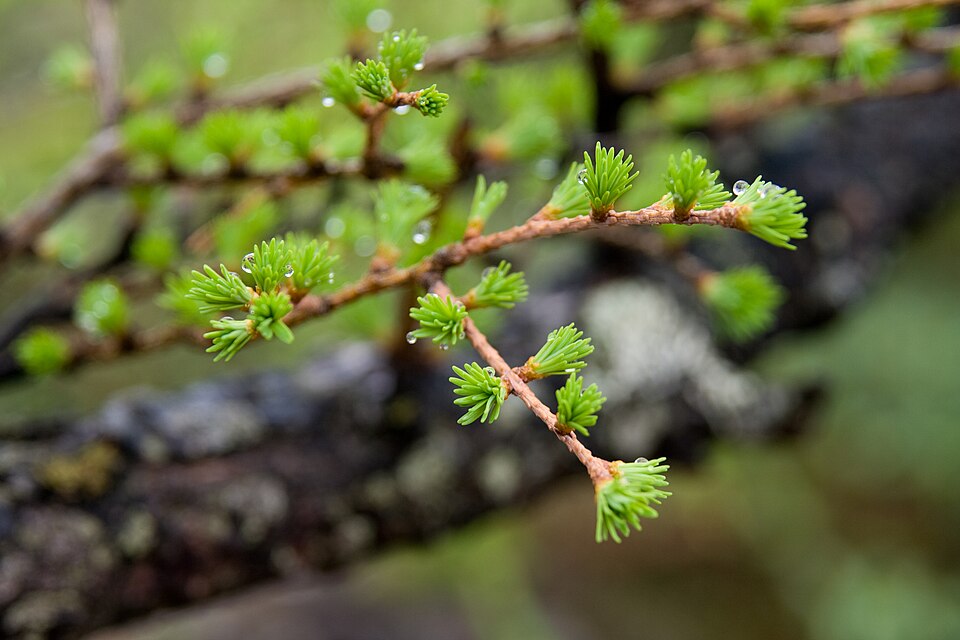 Larix kaempferi (Japanese Larch) (alternate view 9)