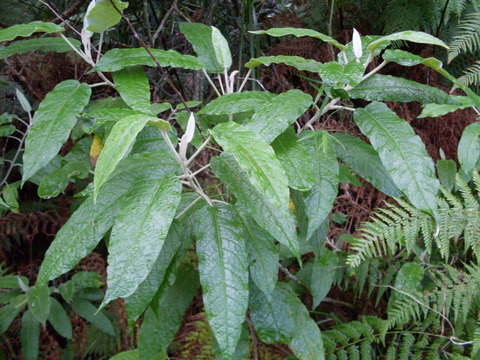 Astrotricha latifolia (Broad-leaf Star Hair) (alternate view 6)