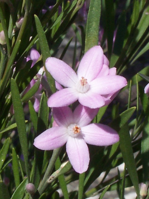 Eriostemon australasius (pink wax flower) (alternate view 6)