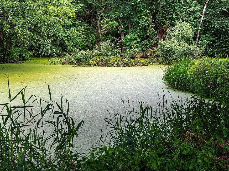 Lemna (Duckweeds) (alternate view 7)
