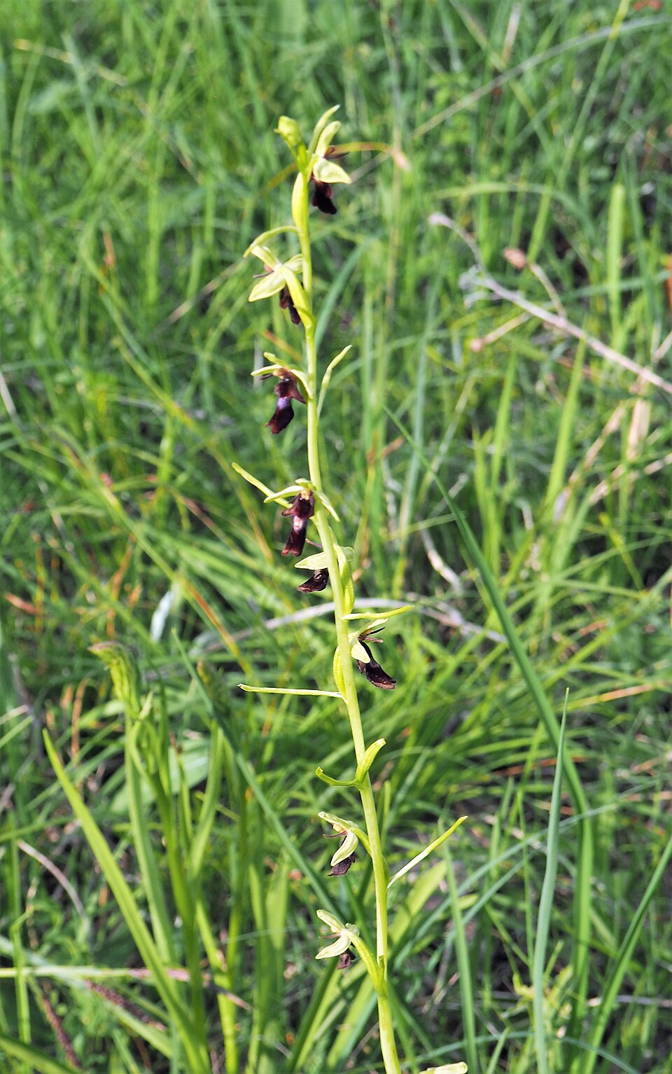 Ophrys insectifera (Fly Orchid)