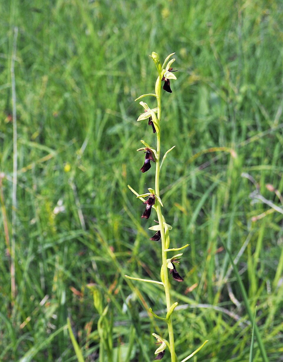 Ophrys insectifera (Fly Orchid)