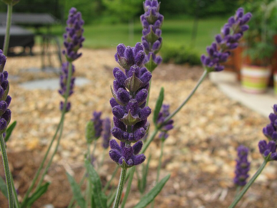 Lavandula angustifolia 'Hidcote' (Hidcote Lavender)