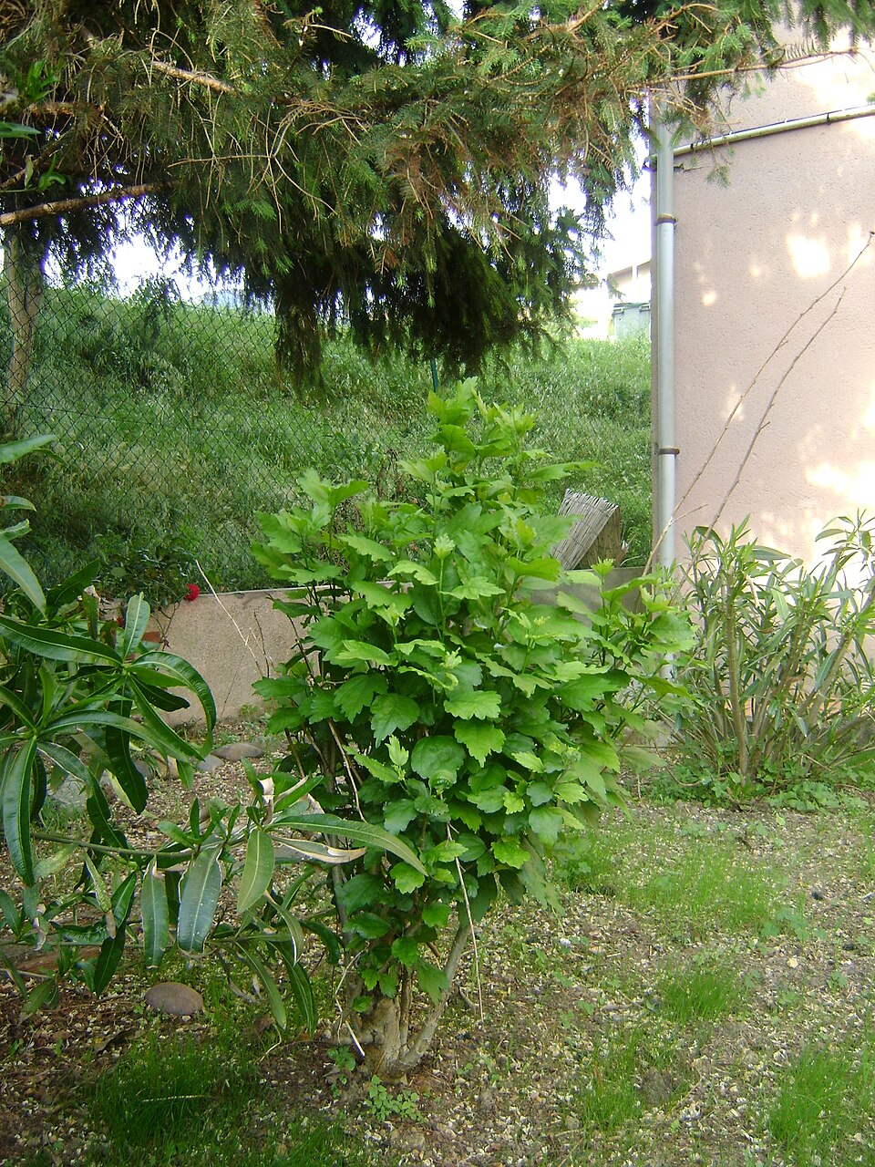 Hibiscus syriacus (Rose of Sharon) (alternate view 9)