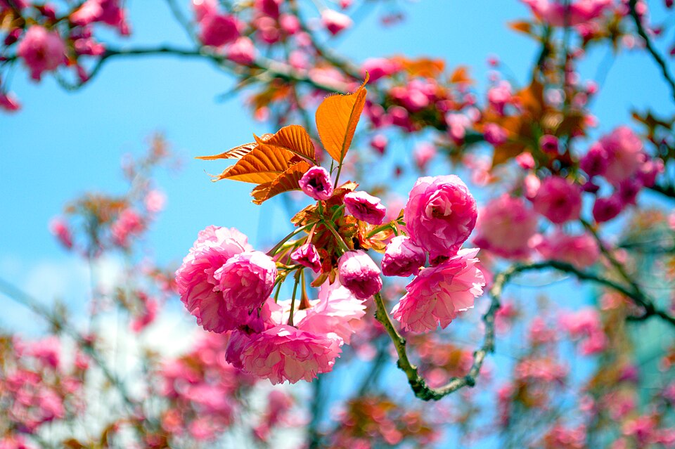 Prunus serrulata ((in the Sato-Zakura group)) (alternate view 6)