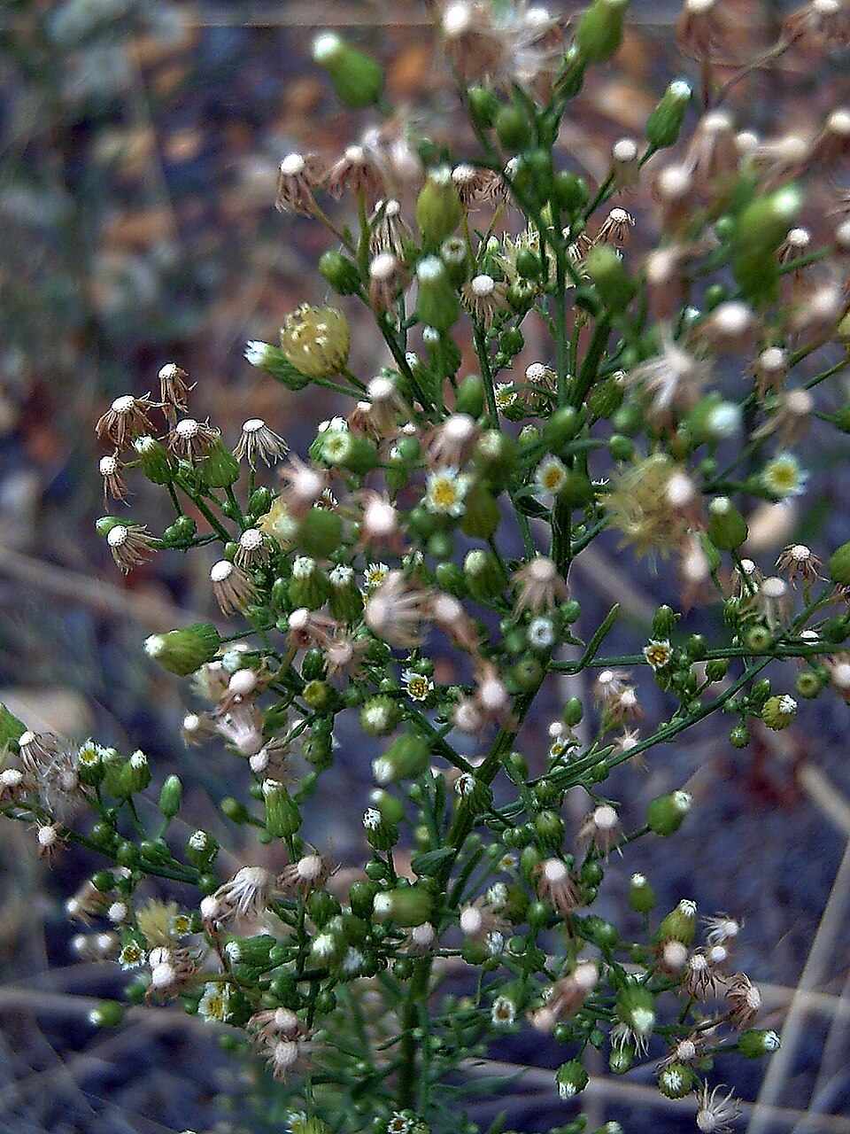 Erigeron bonariensis (Flax-leaved Horseweed)