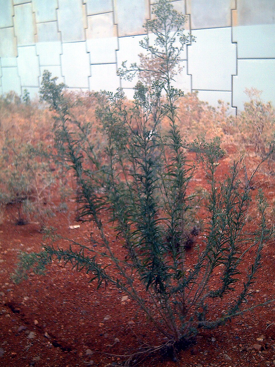 Erigeron bonariensis (Flax-leaved Horseweed)