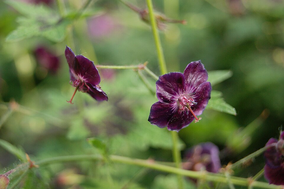 Geranium phaeum 'Samobor' (Samobor Geranium) (alternate view 4)