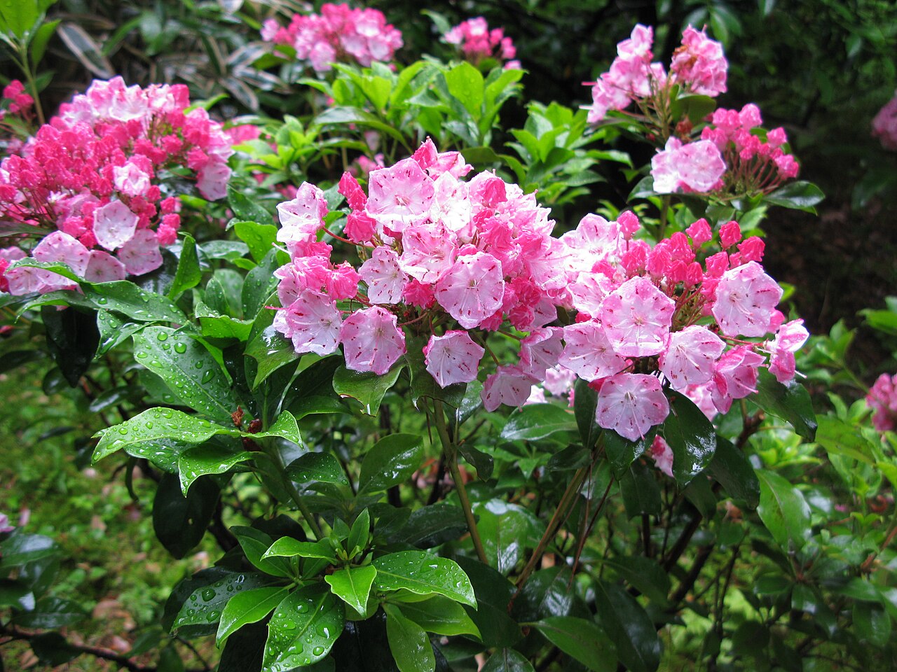 Kalmia latifolia (mountain laurel)