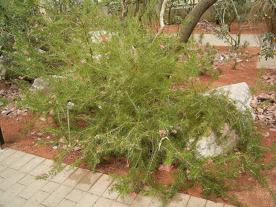 Grevillea rosmarinifolia (rosemary grevillea) (alternate view 8)