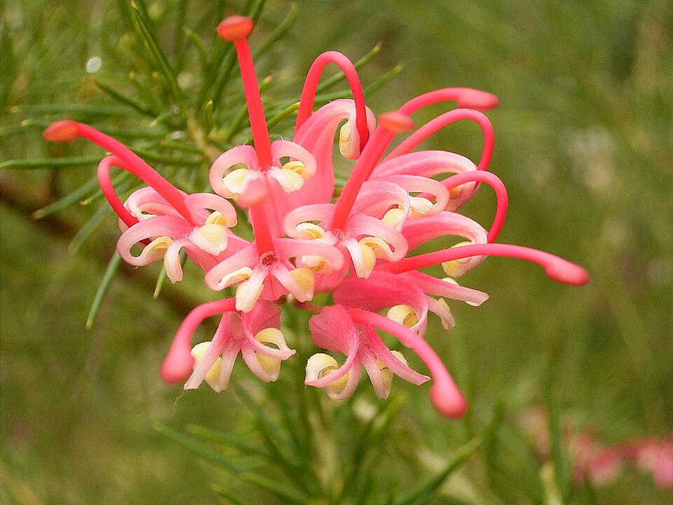 Grevillea rosmarinifolia (rosemary grevillea) (alternate view 9)