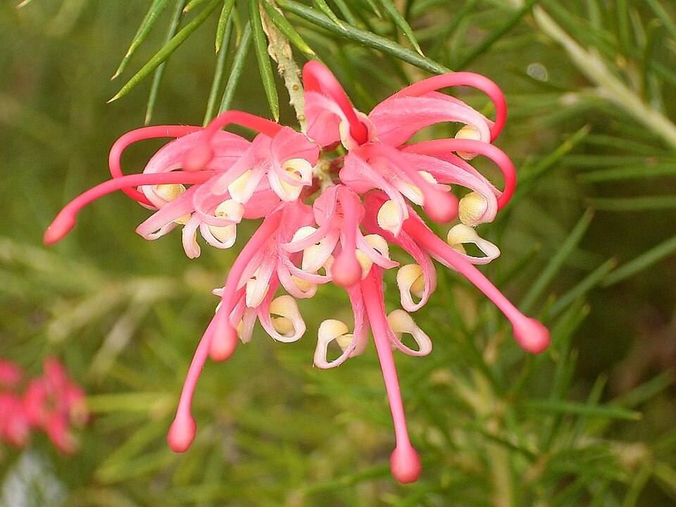 Grevillea rosmarinifolia (rosemary grevillea) (alternate view 10)