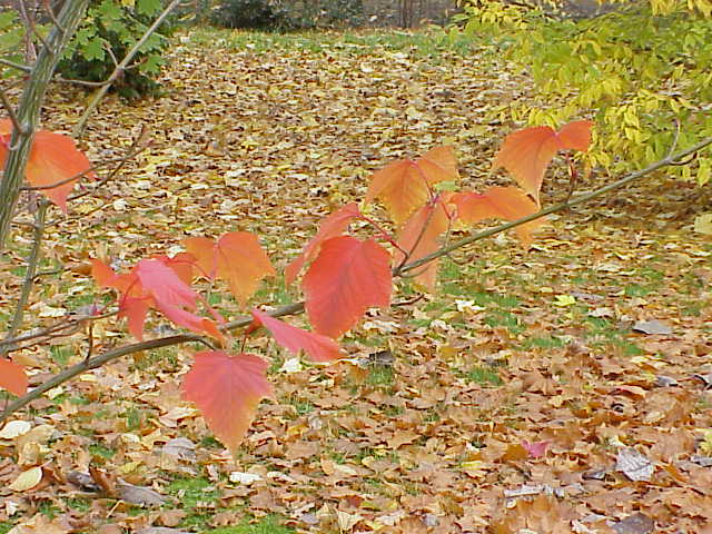 Acer capillipes (Snakebark Maple) (alternate view 6)