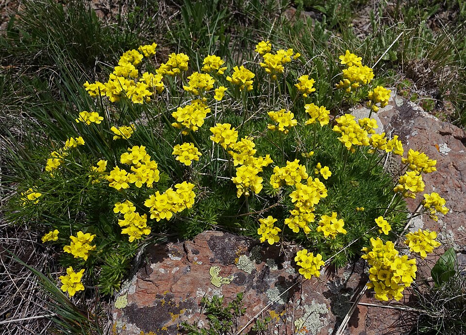 Draba (Drabas) (alternate view 5)