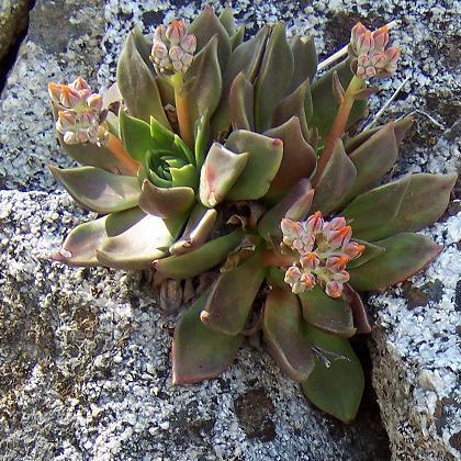 Dudleya cymosa (Canyon liveforever) (alternate view 2)