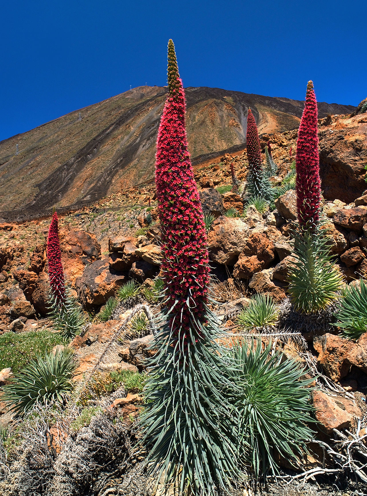 Echium wildpretii (tower of jewels)