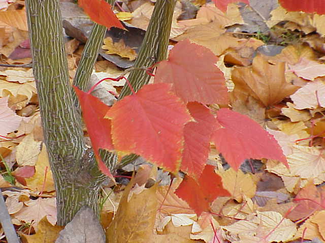Acer capillipes (Snakebark Maple) (alternate view 7)