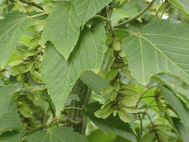 Acer capillipes (Snakebark Maple) (alternate view 8)