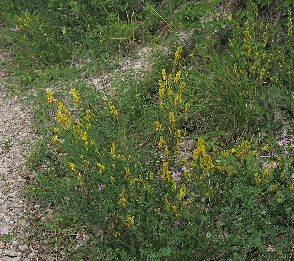 Genista (Brooms) (alternate view 3)