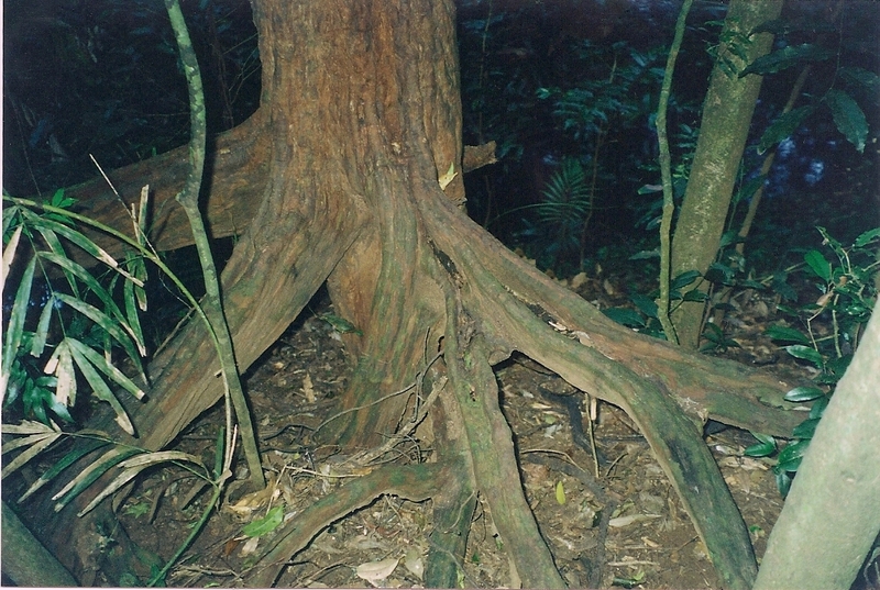 Gossia bidwillii (Python Tree) (alternate view 6)