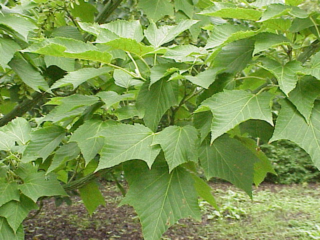 Acer capillipes (Snakebark Maple) (alternate view 9)