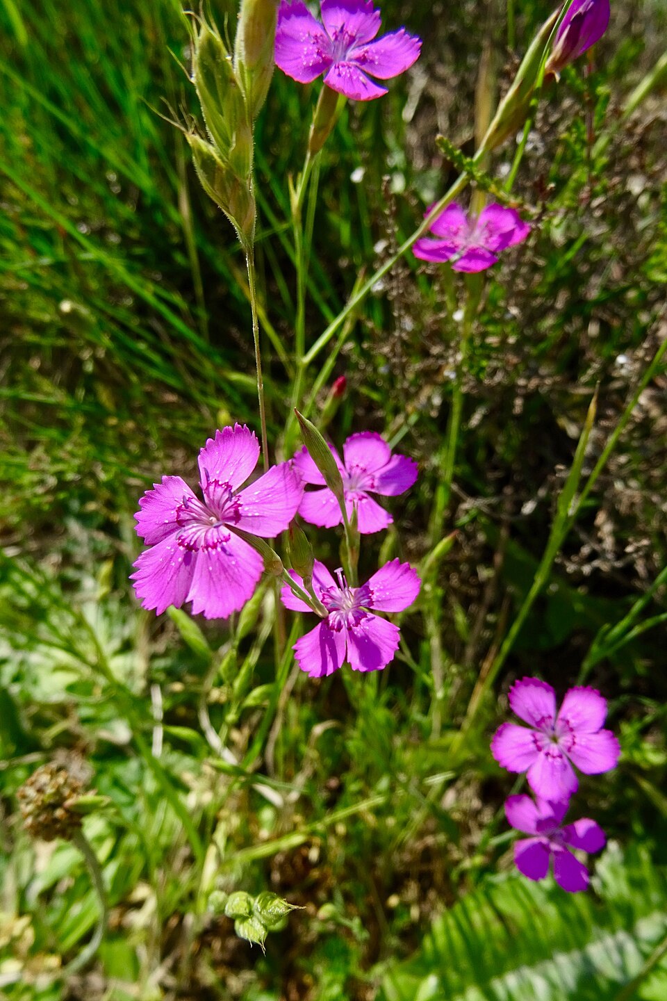 Dianthus deltoides (alternate view 11)