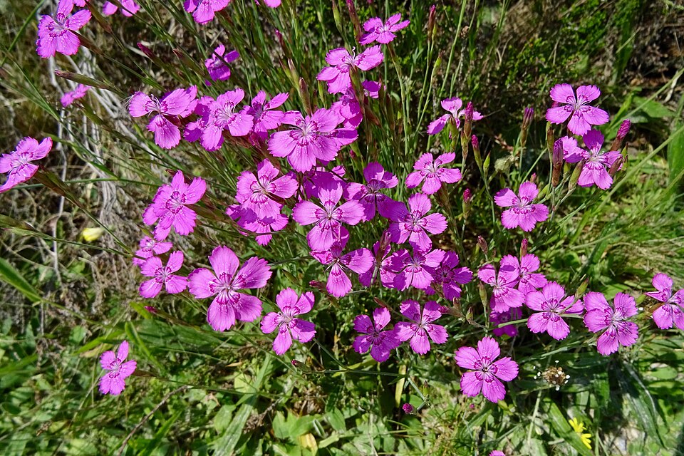 Dianthus deltoides (alternate view 12)