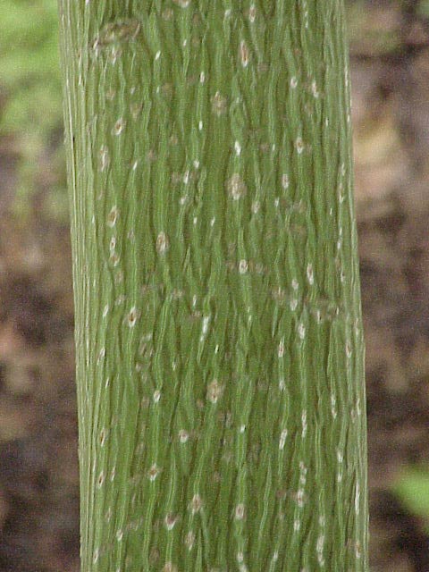 Acer capillipes (Snakebark Maple) (alternate view 10)
