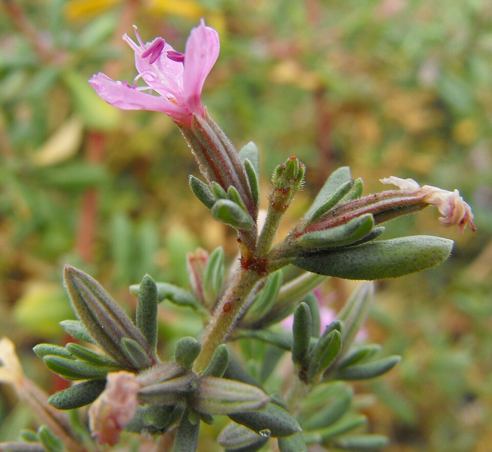 Frankenia salina (Alkali Heath) (alternate view 7)