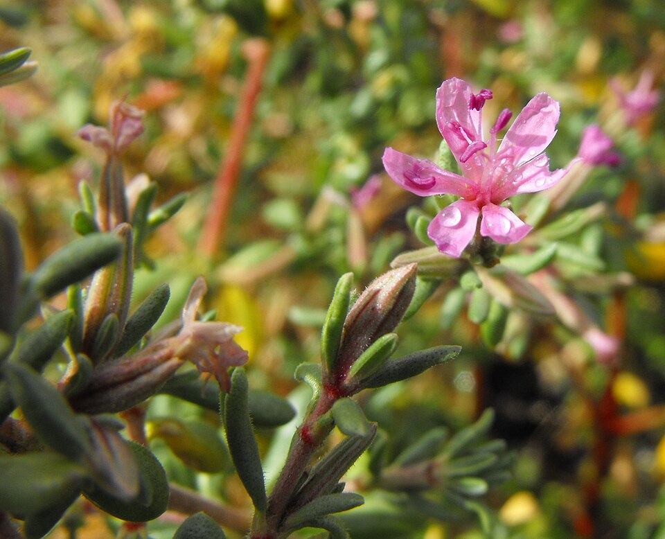 Frankenia salina (Alkali Heath) (alternate view 8)