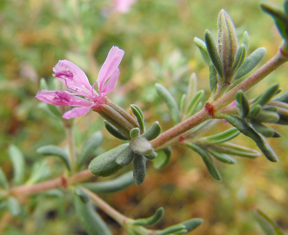 Frankenia salina (Alkali Heath) (alternate view 9)